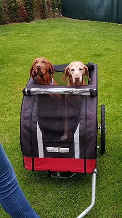 2 grote honden in de fietskar