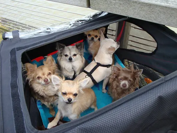 doggy deluxe is ook geschikt als kennel voor meerdere kleine honden